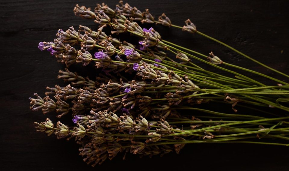Dried lavender sprigs on a dark wooden surface