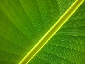 Close-up of a vibrant green leaf with detailed veins.