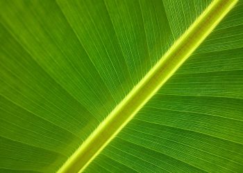 Close-up of a vibrant green leaf with detailed veins.