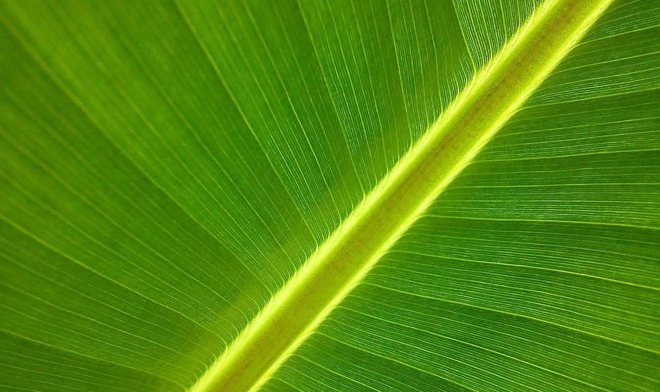 Close-up of a vibrant green leaf with detailed veins.