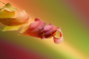 Fallen autumn leaves with a colorful blurred background.