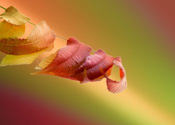 Fallen autumn leaves with a colorful blurred background.