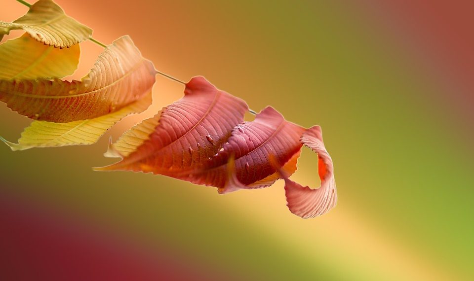 Fallen autumn leaves with a colorful blurred background.