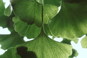 Ginkgo biloba leaves with bright green fan shapes.