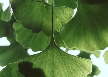 Ginkgo biloba leaves with bright green fan shapes.