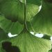 Ginkgo biloba leaves with bright green fan shapes.