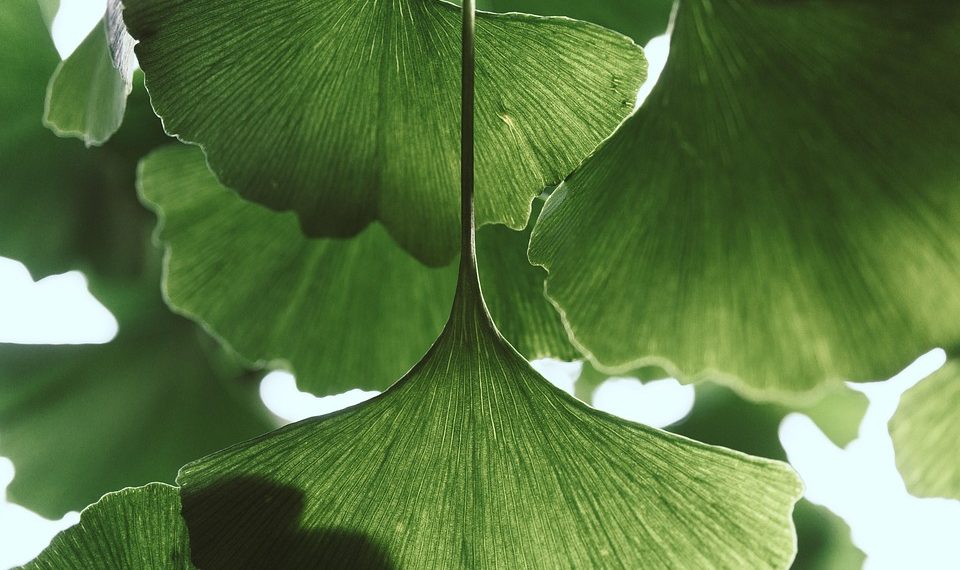 Ginkgo biloba leaves with bright green fan shapes.