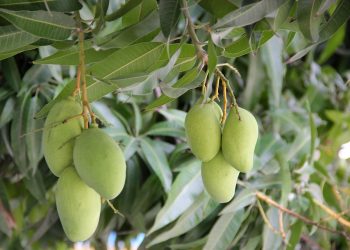 Green mangoes hanging on a tree branch.