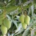 Green mangoes hanging on a tree branch.
