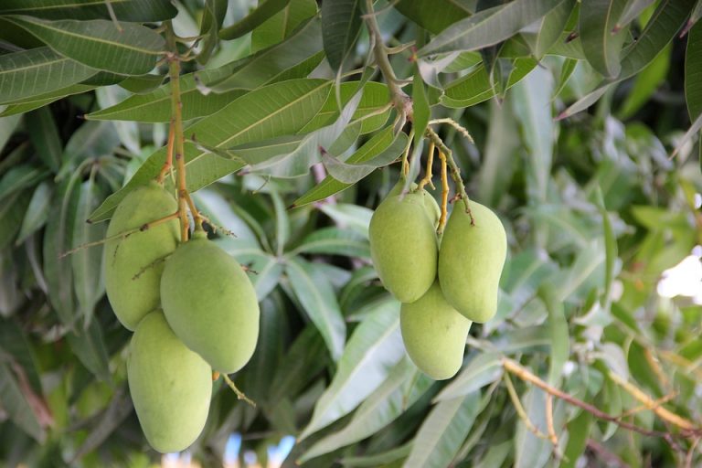 Green mangoes hanging on a tree branch.