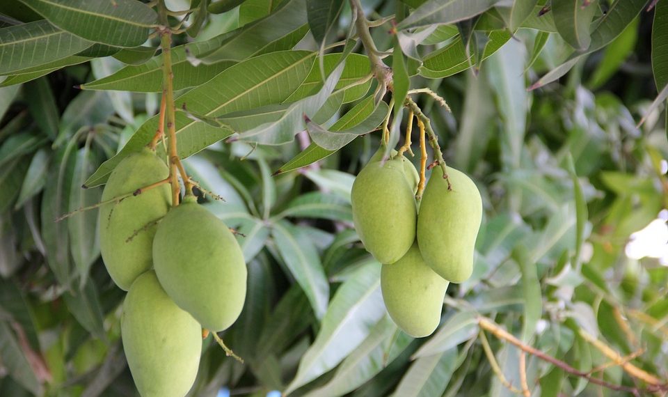 Green mangoes hanging on a tree branch.