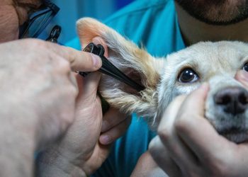 Veterinarian examines dog's ear with otoscope.