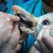 Veterinarian examines dog's ear with otoscope.