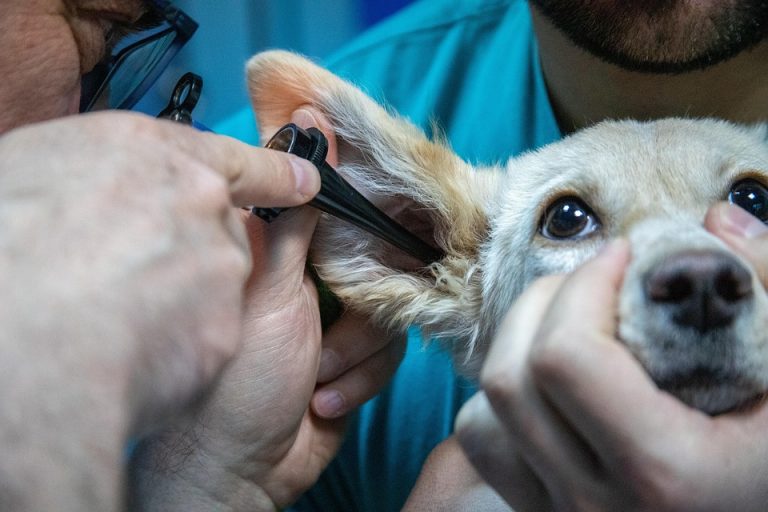 Veterinarian examines dog's ear with otoscope.