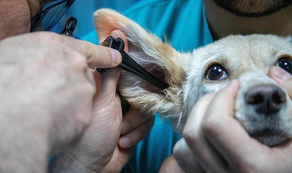 Veterinarian examines dog's ear with otoscope.