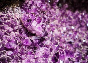 Purple amethyst crystals in close-up view.