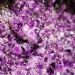 Purple amethyst crystals in close-up view.
