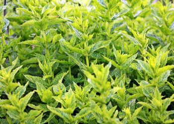 Lush green mint plants growing in a garden.