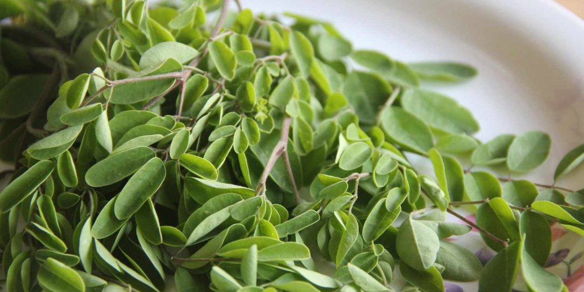 Fresh moringa leaves on a white plate for healthy cooking.