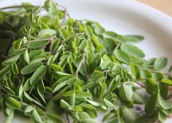 Fresh moringa leaves on a white plate for healthy cooking.