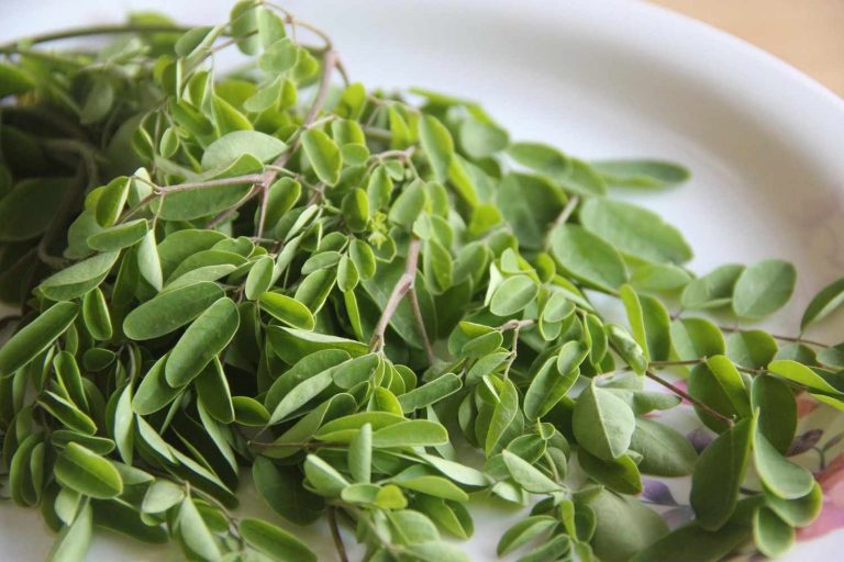 Fresh moringa leaves on a white plate for healthy cooking.