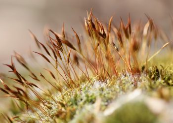 Moss growing close-up with brown spore capsules.