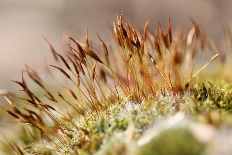 Moss growing close-up with brown spore capsules.