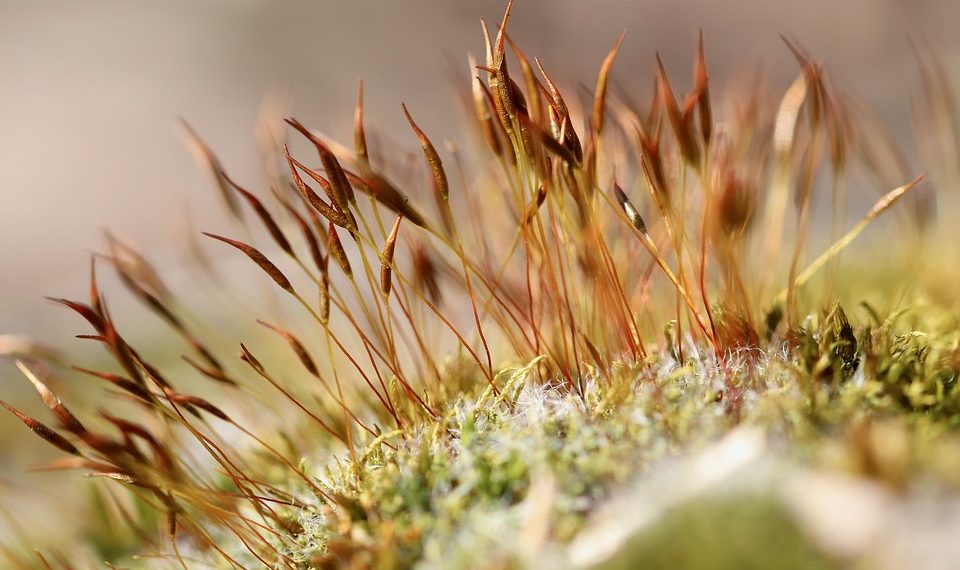 Moss growing close-up with brown spore capsules.