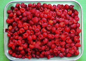 Fresh red raspberries in a metal basket on green background.