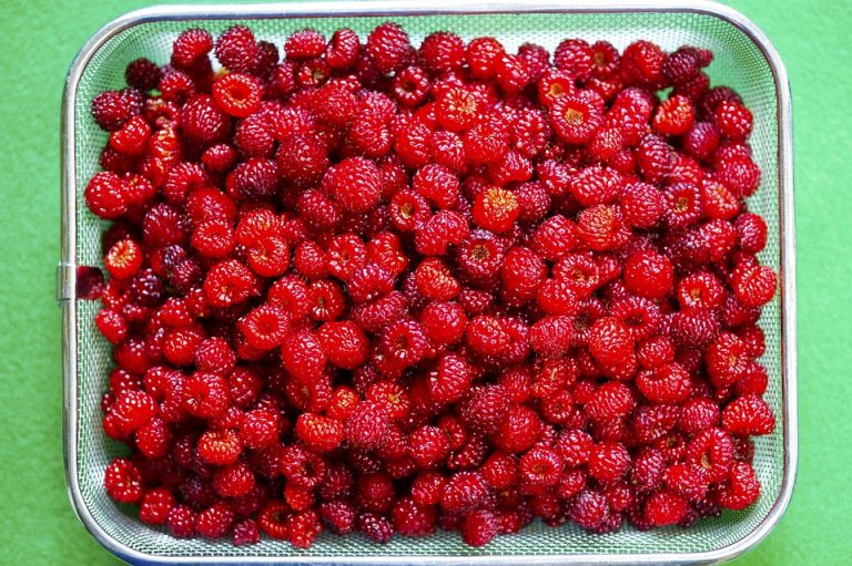 Fresh red raspberries in a metal basket on green background.