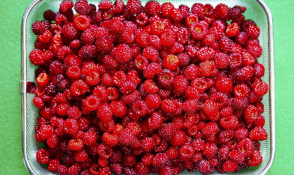 Fresh red raspberries in a metal basket on green background.