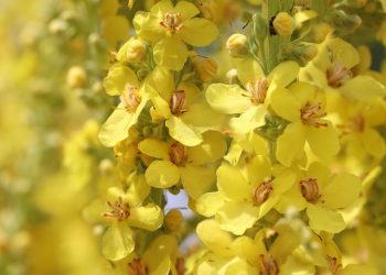 Yellow mullein flowers in full bloom under sunlight.