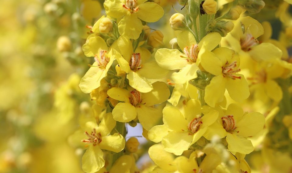 Yellow mullein flowers in full bloom under sunlight.