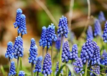 Blue grape hyacinths blooming in sunlight.