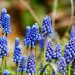 Blue grape hyacinths blooming in sunlight.