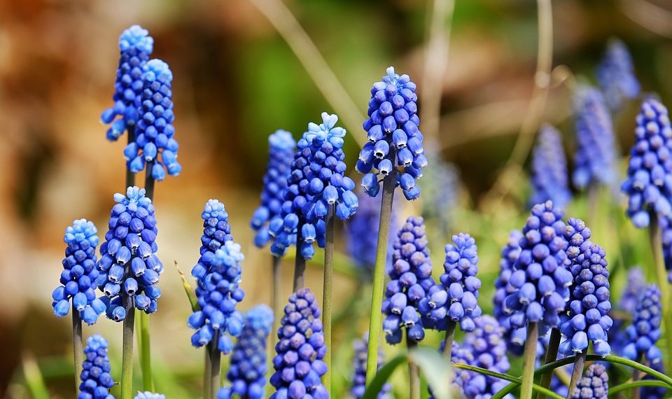 Blue grape hyacinths blooming in sunlight.
