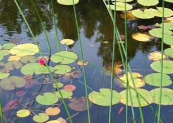 Lotus leaves and pink flower in a pond.