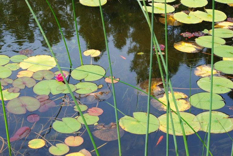 Lotus leaves and pink flower in a pond.