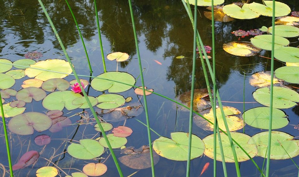 Lotus leaves and pink flower in a pond.