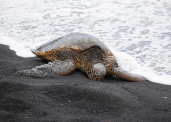 Sea turtle crawling on black sand beach near ocean waves.