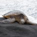 Sea turtle crawling on black sand beach near ocean waves.