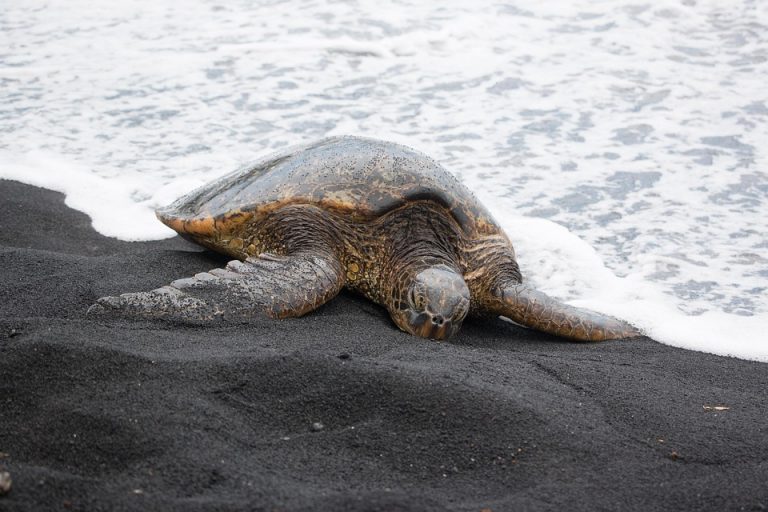 Sea turtle crawling on black sand beach near ocean waves.