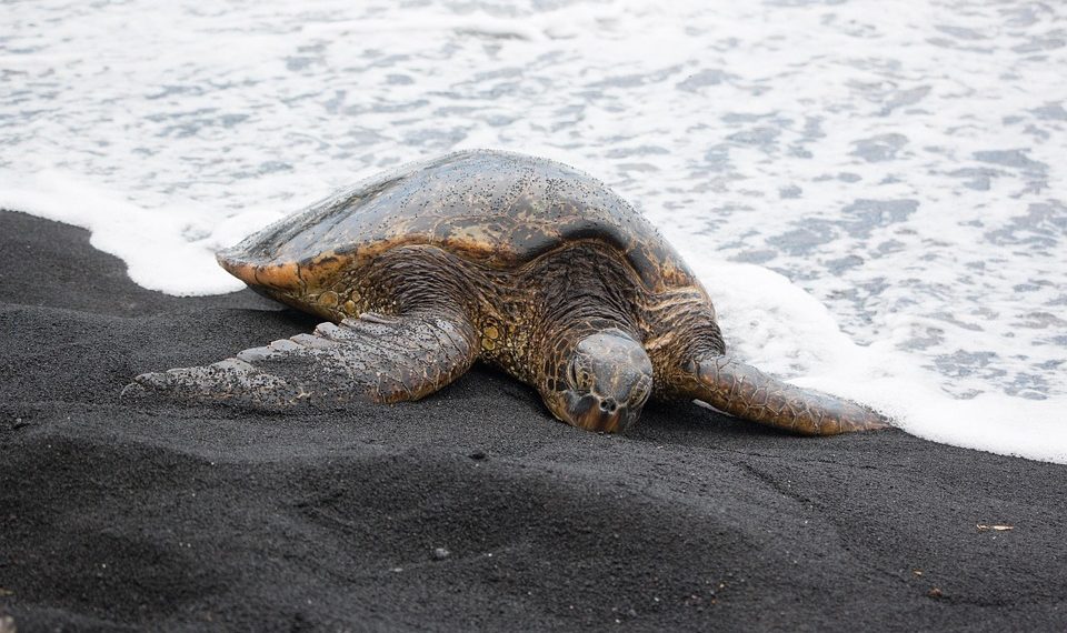 Sea turtle crawling on black sand beach near ocean waves.