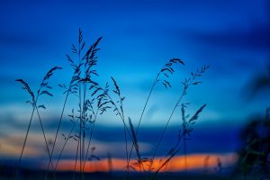 Grass silhouettes at sunset with vibrant blue and orange sky.