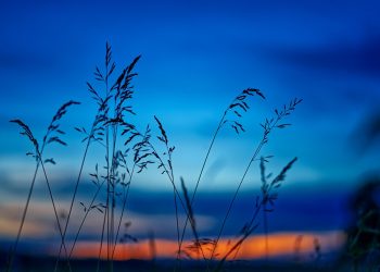 Grass silhouettes at sunset with vibrant blue and orange sky.