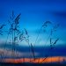 Grass silhouettes at sunset with vibrant blue and orange sky.