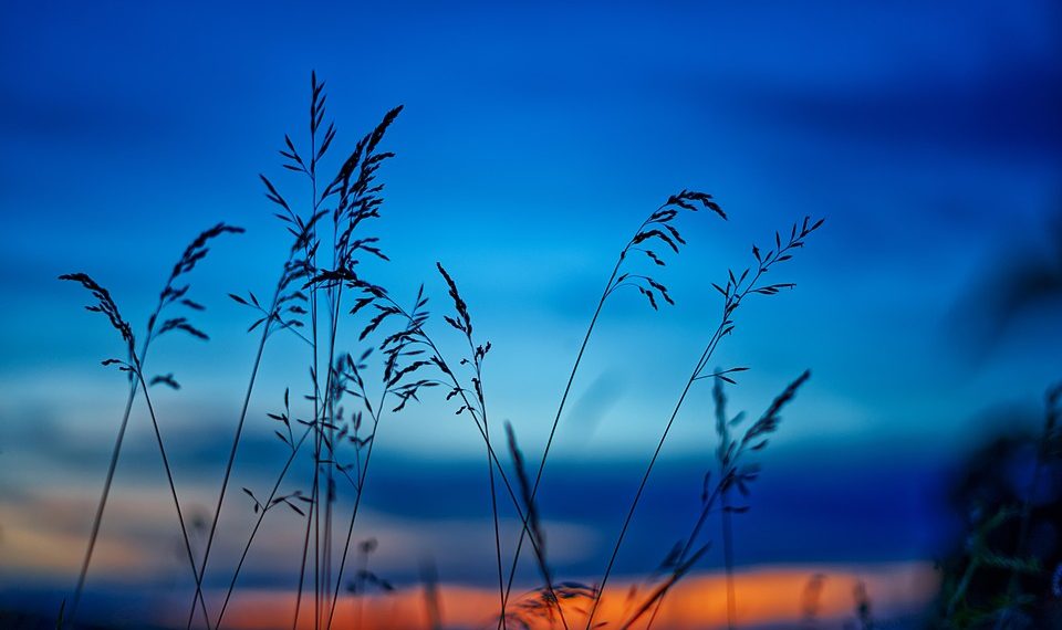 Grass silhouettes at sunset with vibrant blue and orange sky.