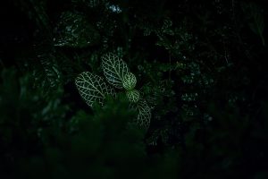 Dark foliage with light green veined plant leaves.