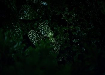 Dark foliage with light green veined plant leaves.