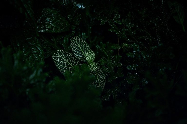 Dark foliage with light green veined plant leaves.
